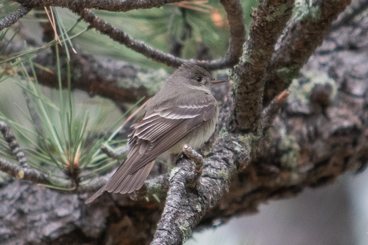 Hammond's Flycatcher - ML620673146