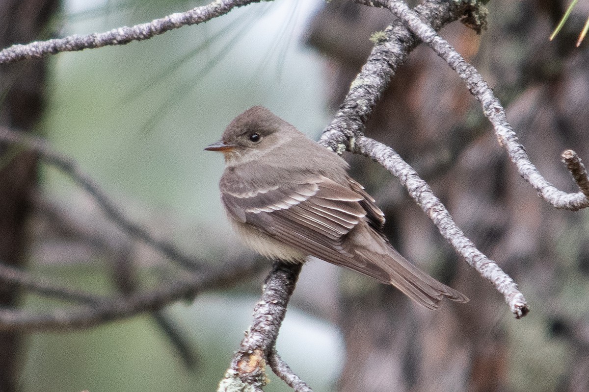 Hammond's Flycatcher - ML620673147