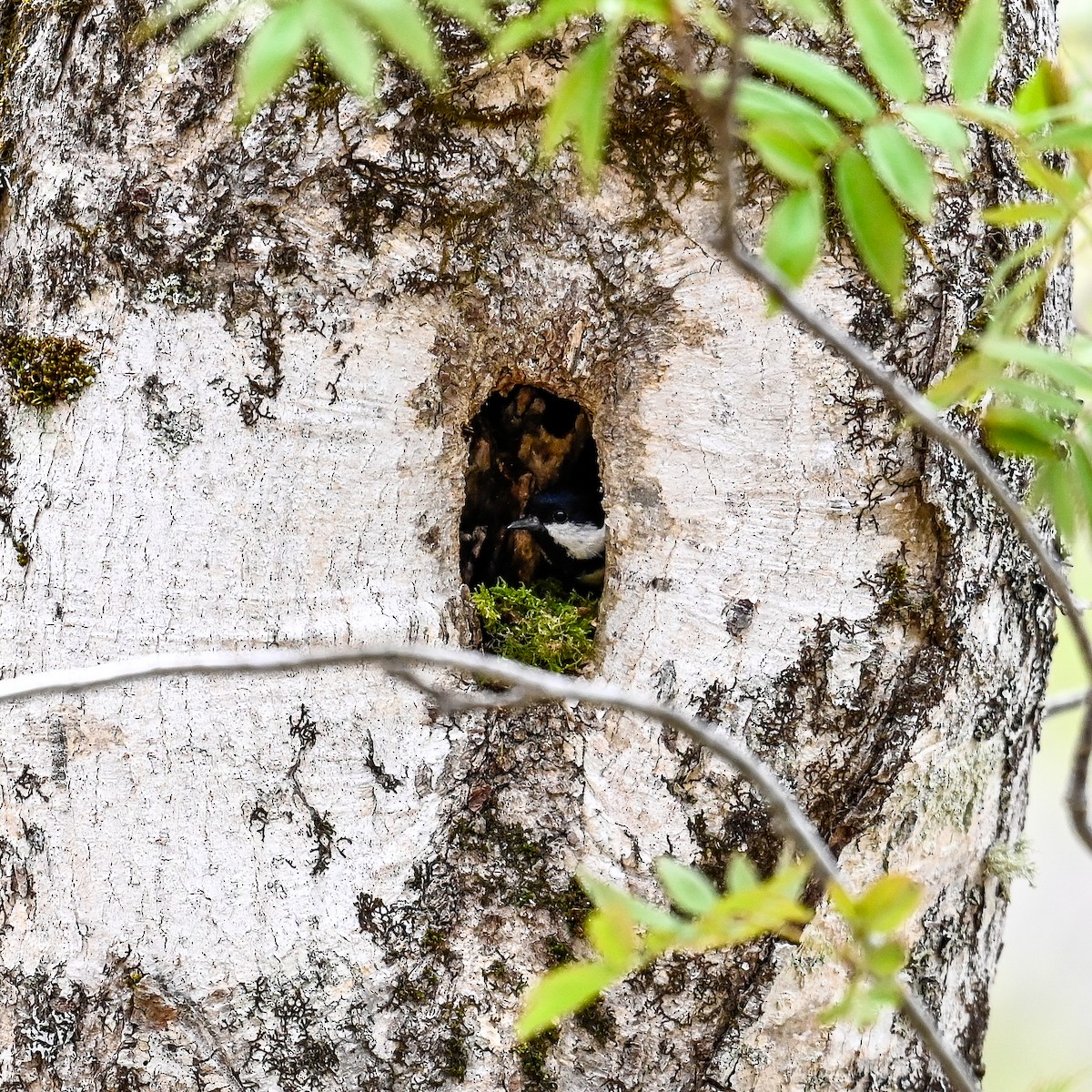 Coal Tit - David Govoni