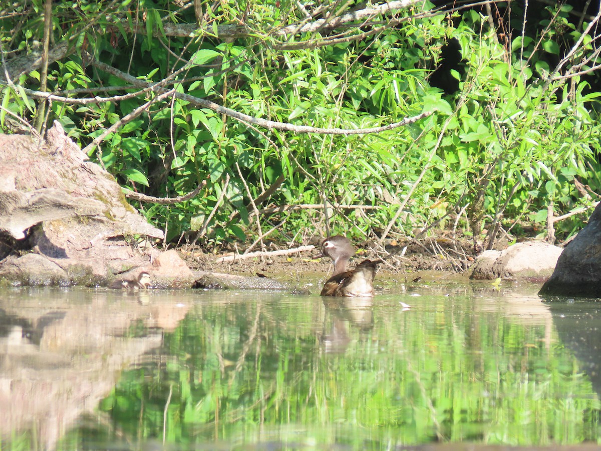 Wood Duck - ML620673152