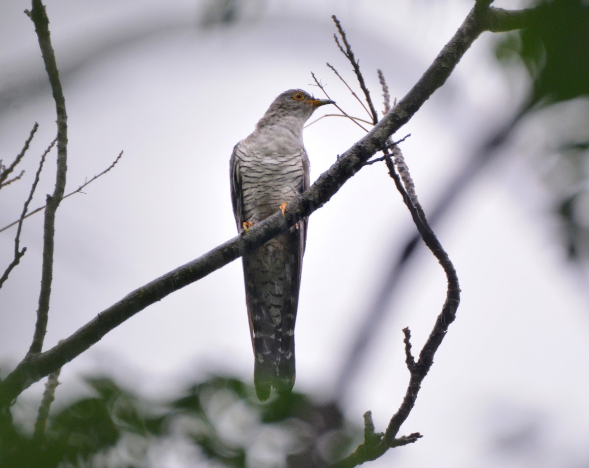 Common Cuckoo - ML620673155