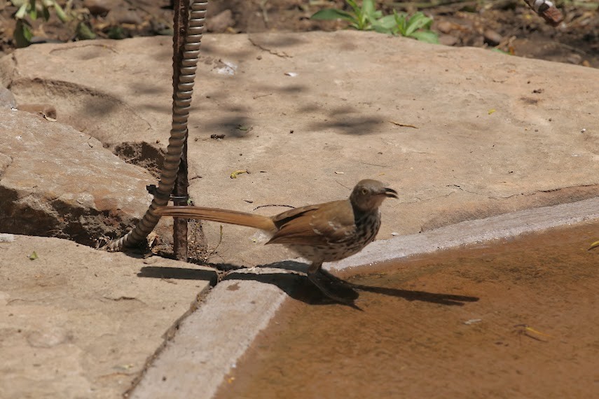 Long-billed Thrasher - ML620673162