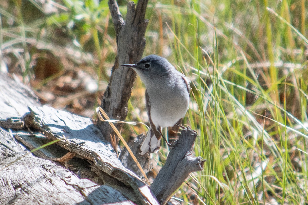 Blue-gray Gnatcatcher - ML620673165