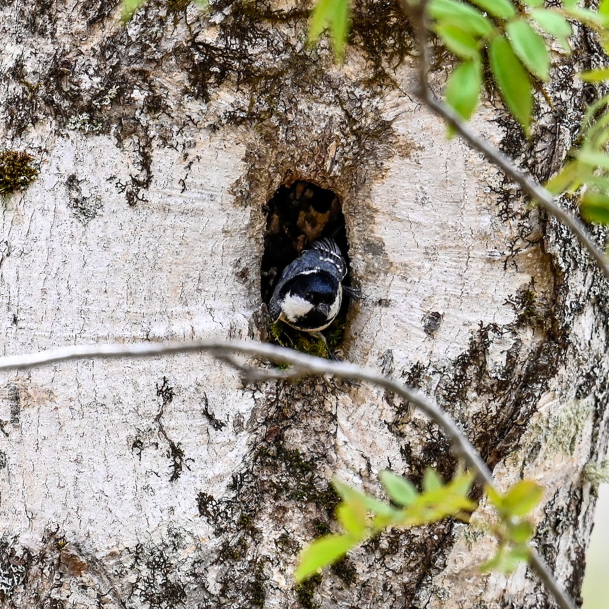 Coal Tit - ML620673170