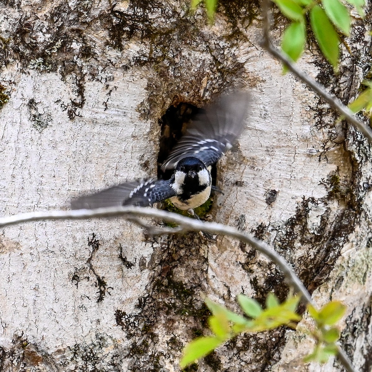 Coal Tit - ML620673171