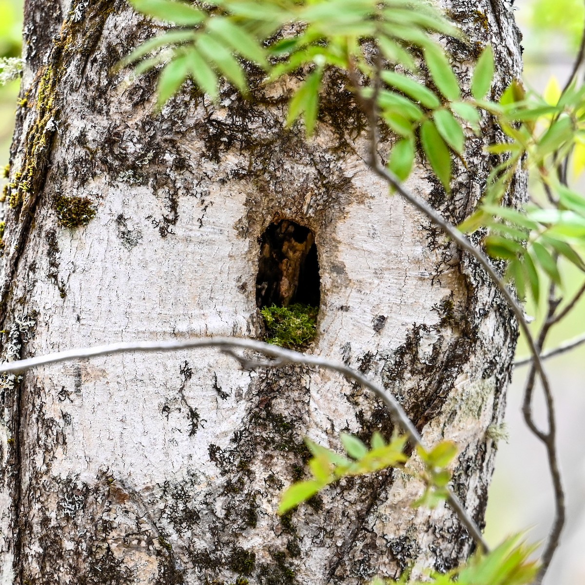 Coal Tit - ML620673181