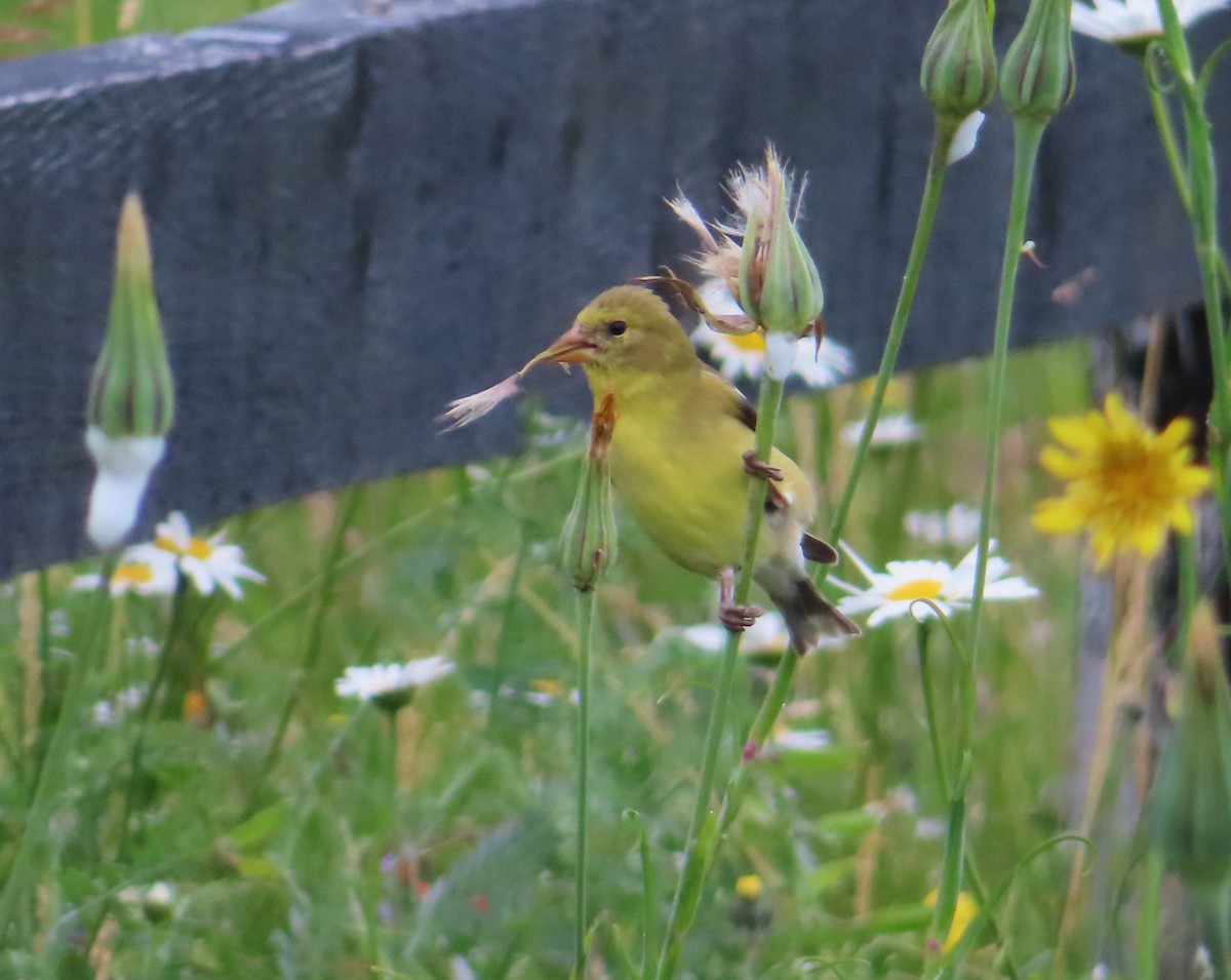 American Goldfinch - ML620673185