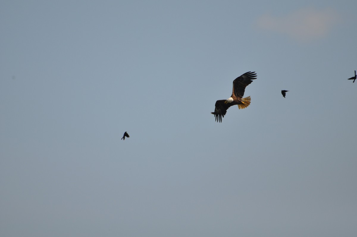 Bald Eagle - ML620673186