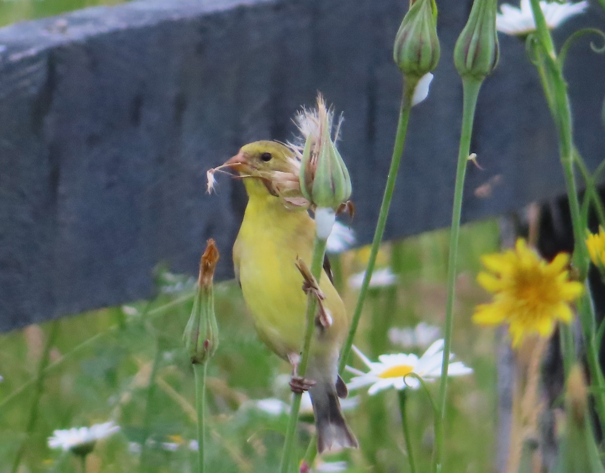 American Goldfinch - ML620673191