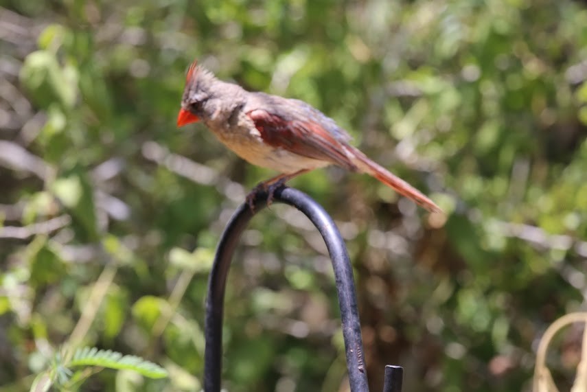 Northern Cardinal - ML620673194