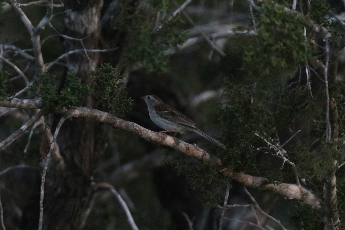 Field Sparrow - ML620673195