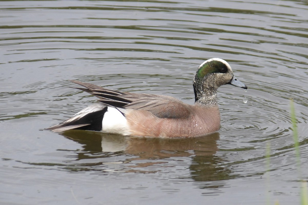 American Wigeon - ML620673196