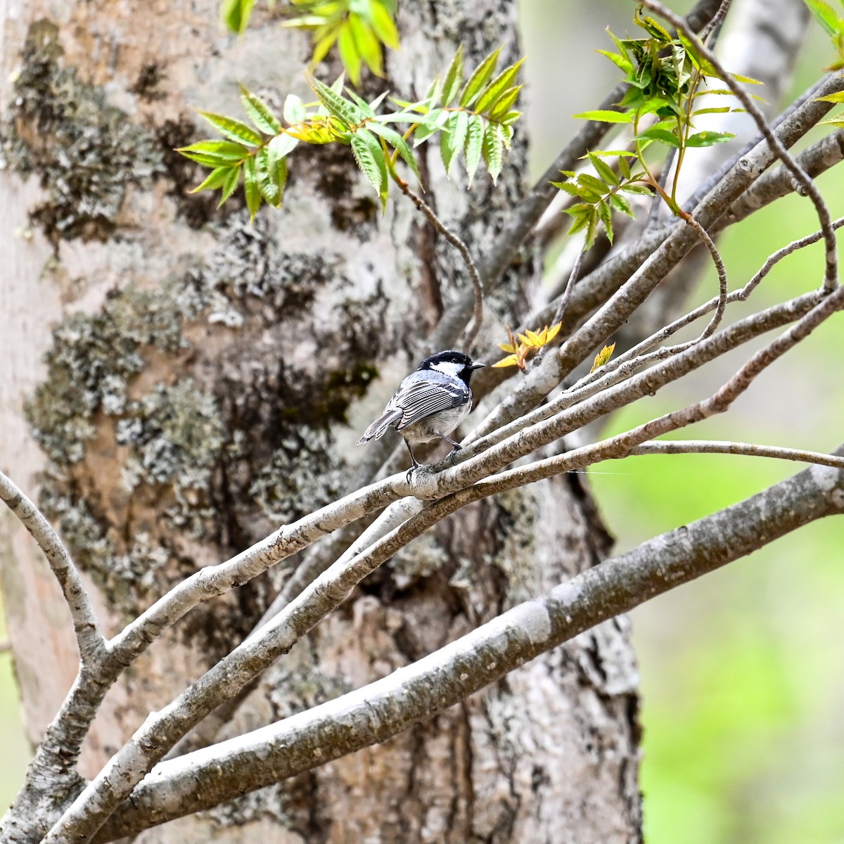 Coal Tit - ML620673198