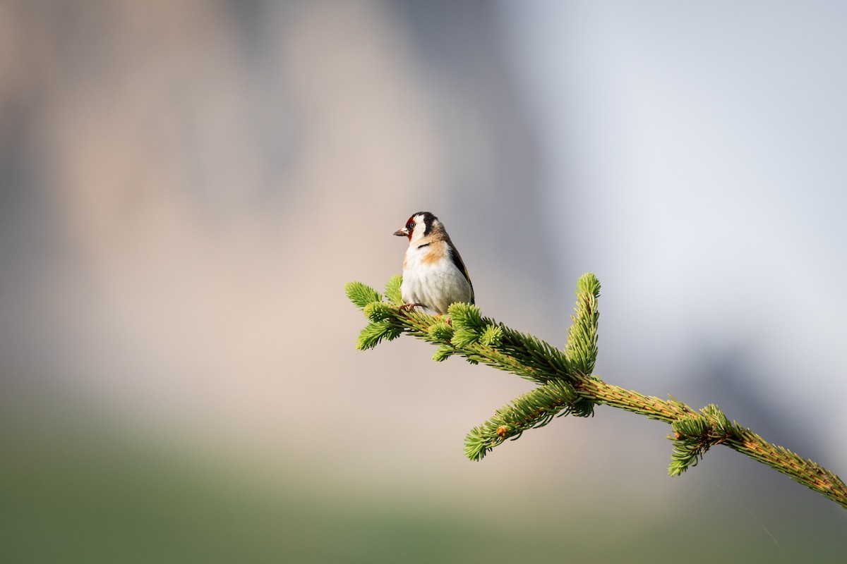 European Goldfinch - ML620673199