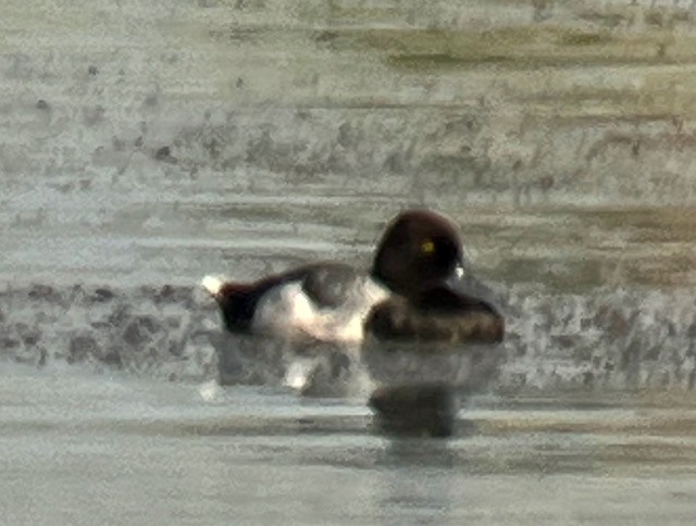 Lesser Scaup - ML620673200