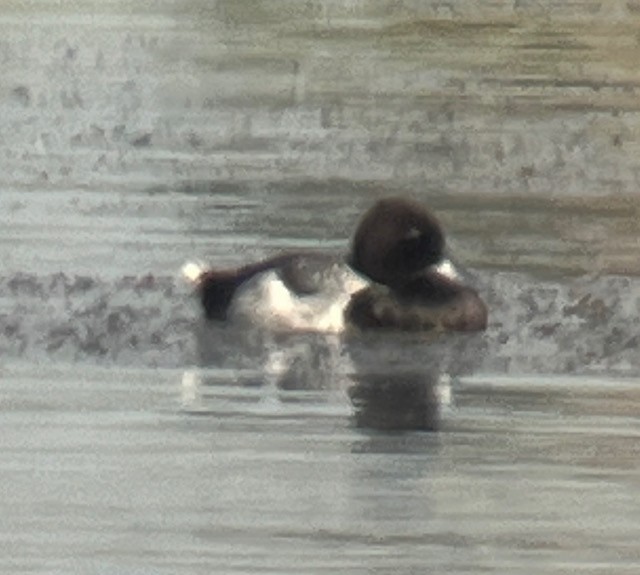 Lesser Scaup - ML620673201