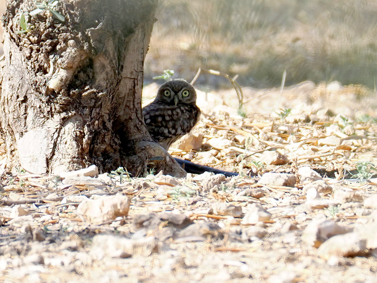 Little Owl - ML620673203