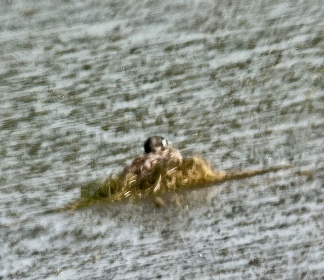 Pied-billed Grebe - ML620673205