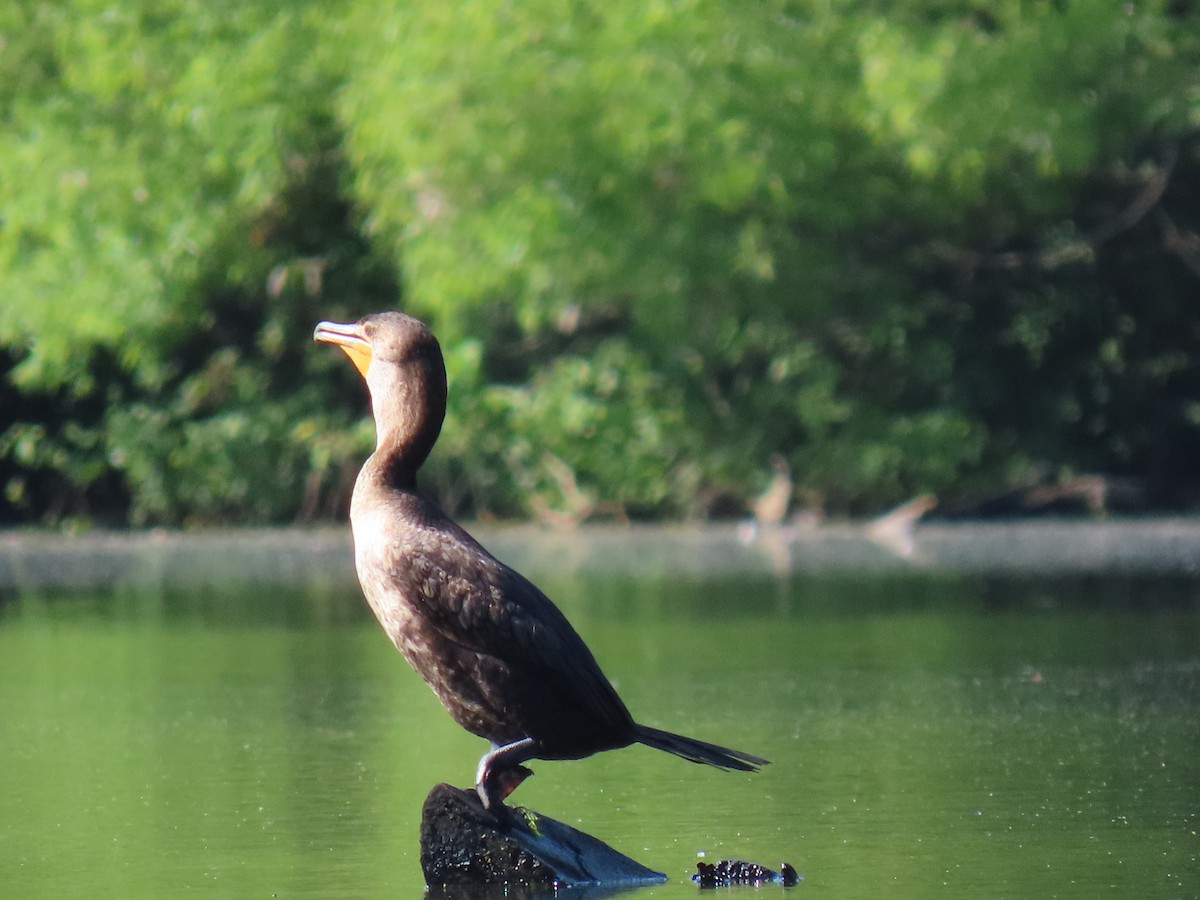 Cormoran à aigrettes - ML620673208