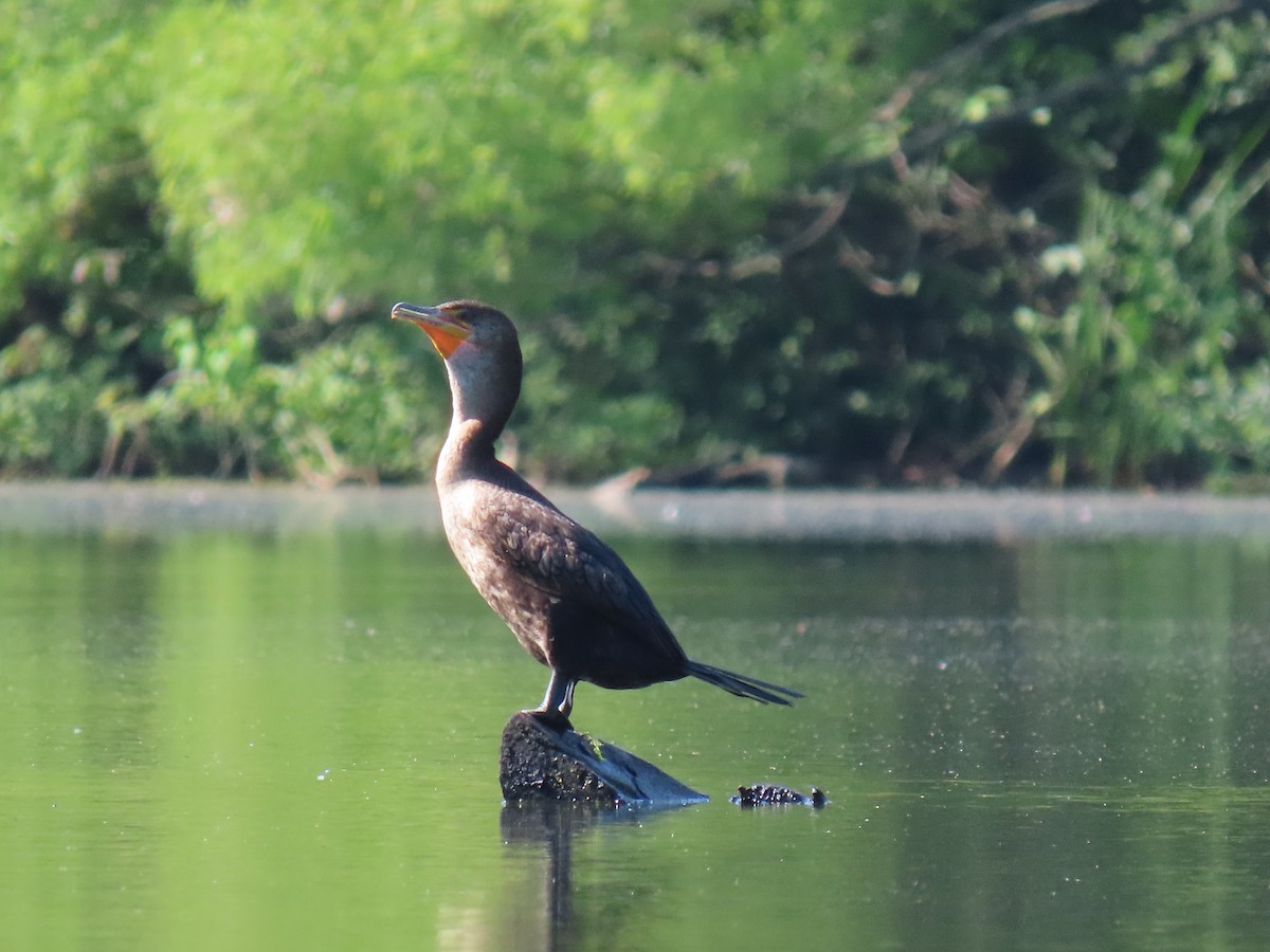 Cormoran à aigrettes - ML620673209