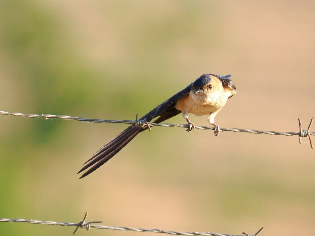 Red-rumped Swallow - ML620673210