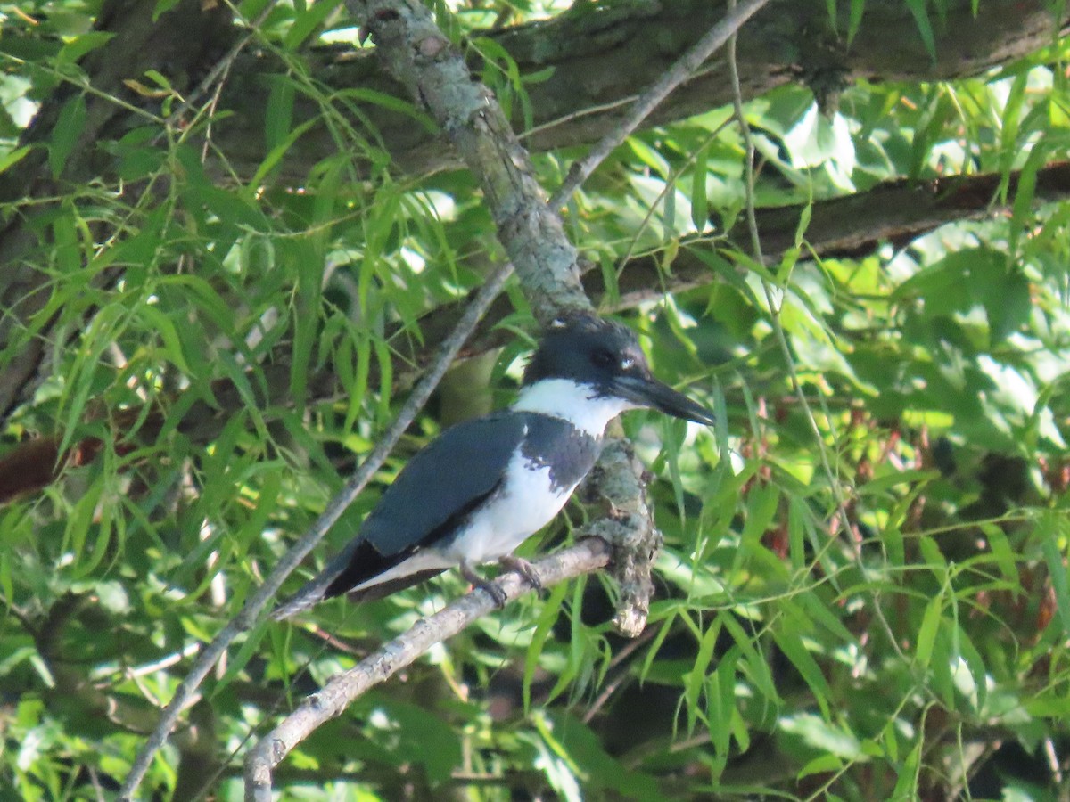 Belted Kingfisher - ML620673216