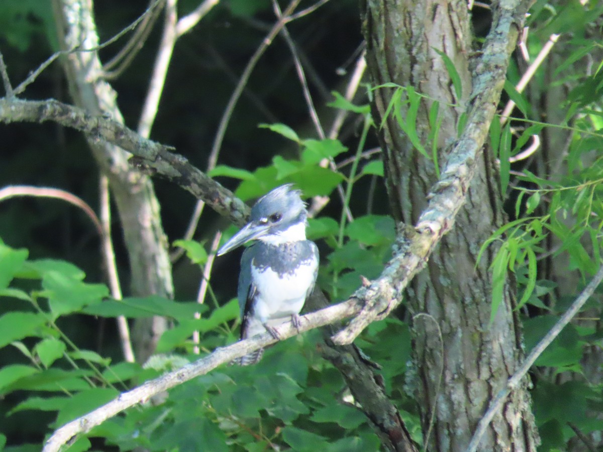Belted Kingfisher - ML620673217