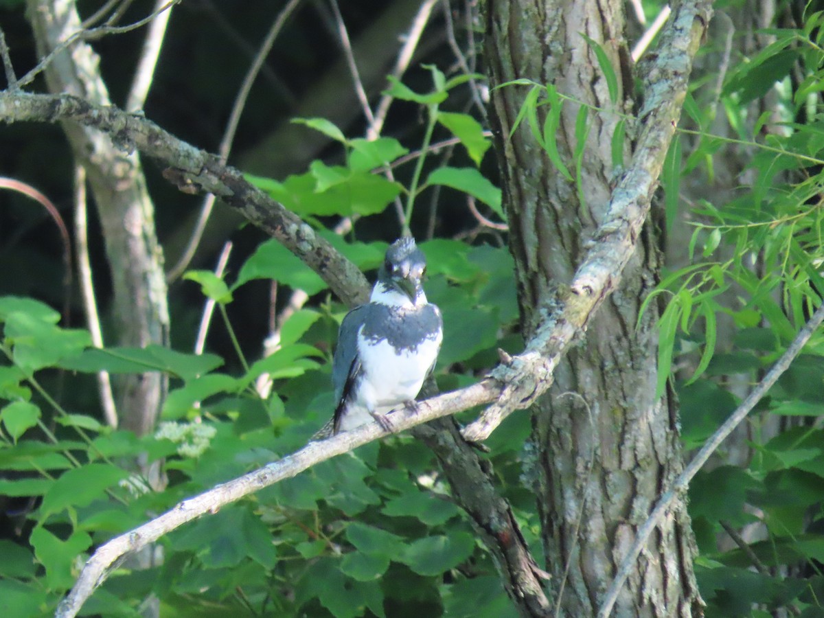 Belted Kingfisher - ML620673218