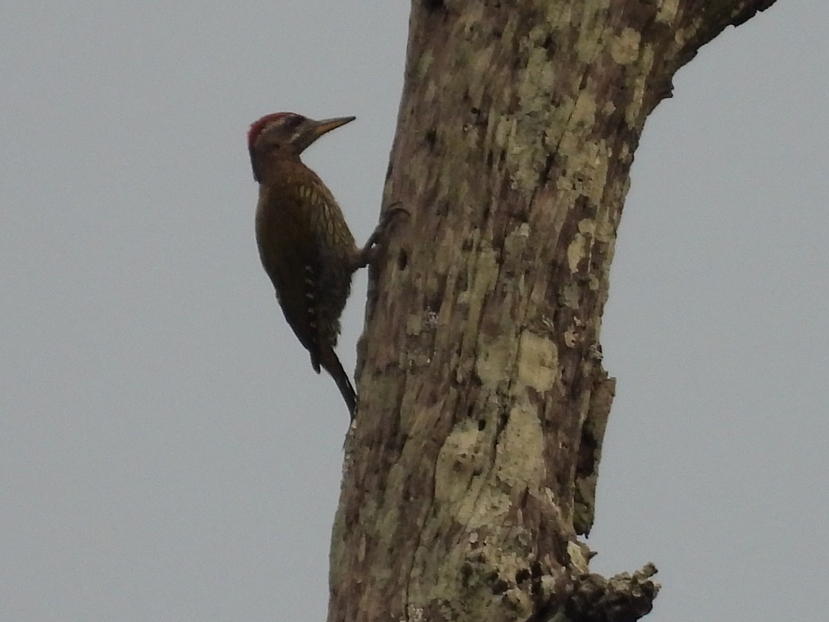 Streak-throated Woodpecker - ML620673219