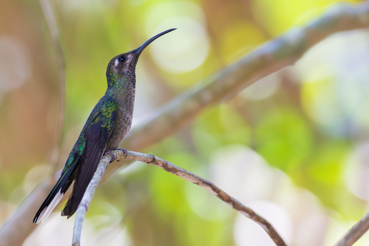 Colibrí Morado - ML620673224