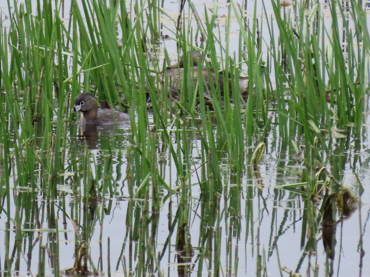 Pied-billed Grebe - ML620673227