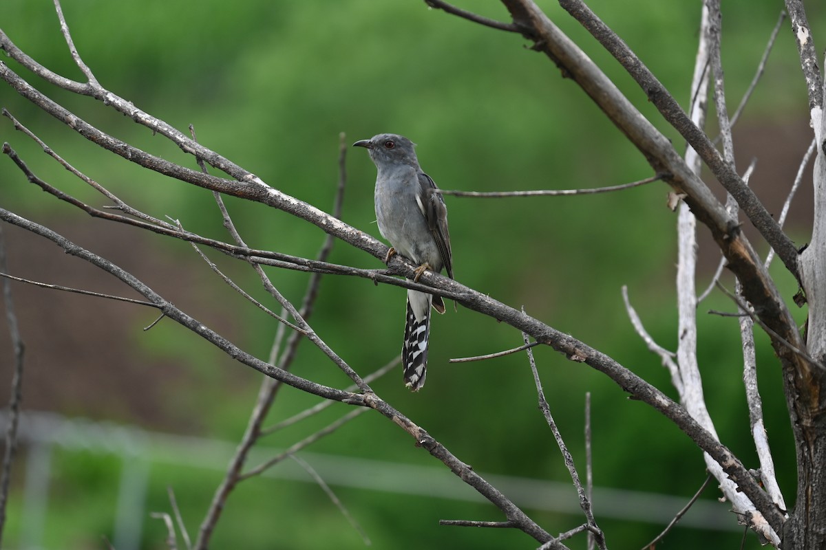 Gray-bellied Cuckoo - ML620673229