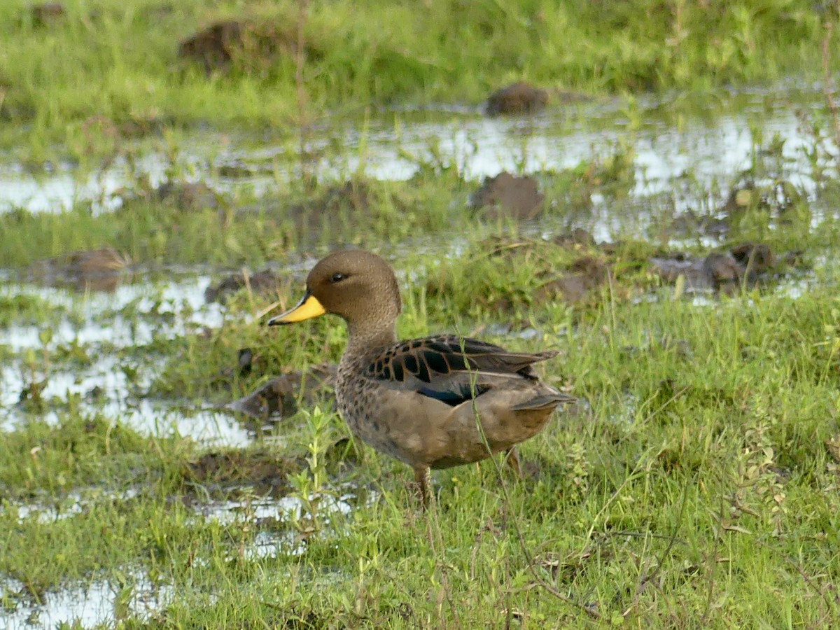 Yellow-billed Teal - ML620673230