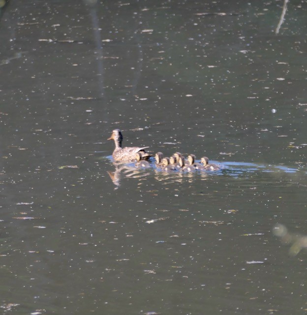 Canard colvert - ML620673236