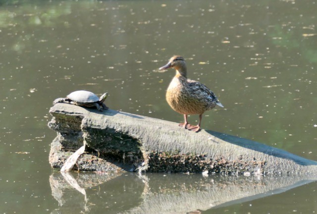 Canard colvert - ML620673237