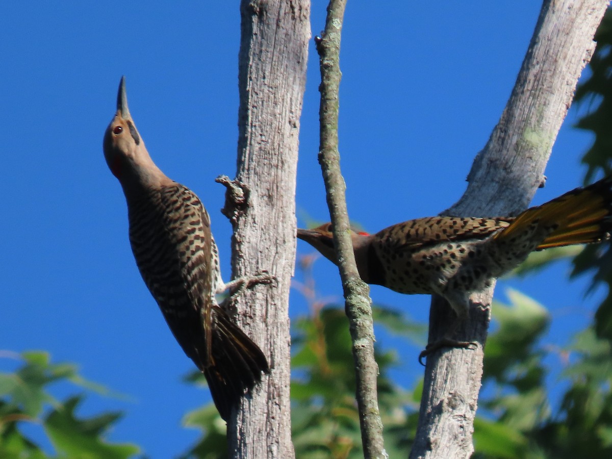 Northern Flicker - ML620673239