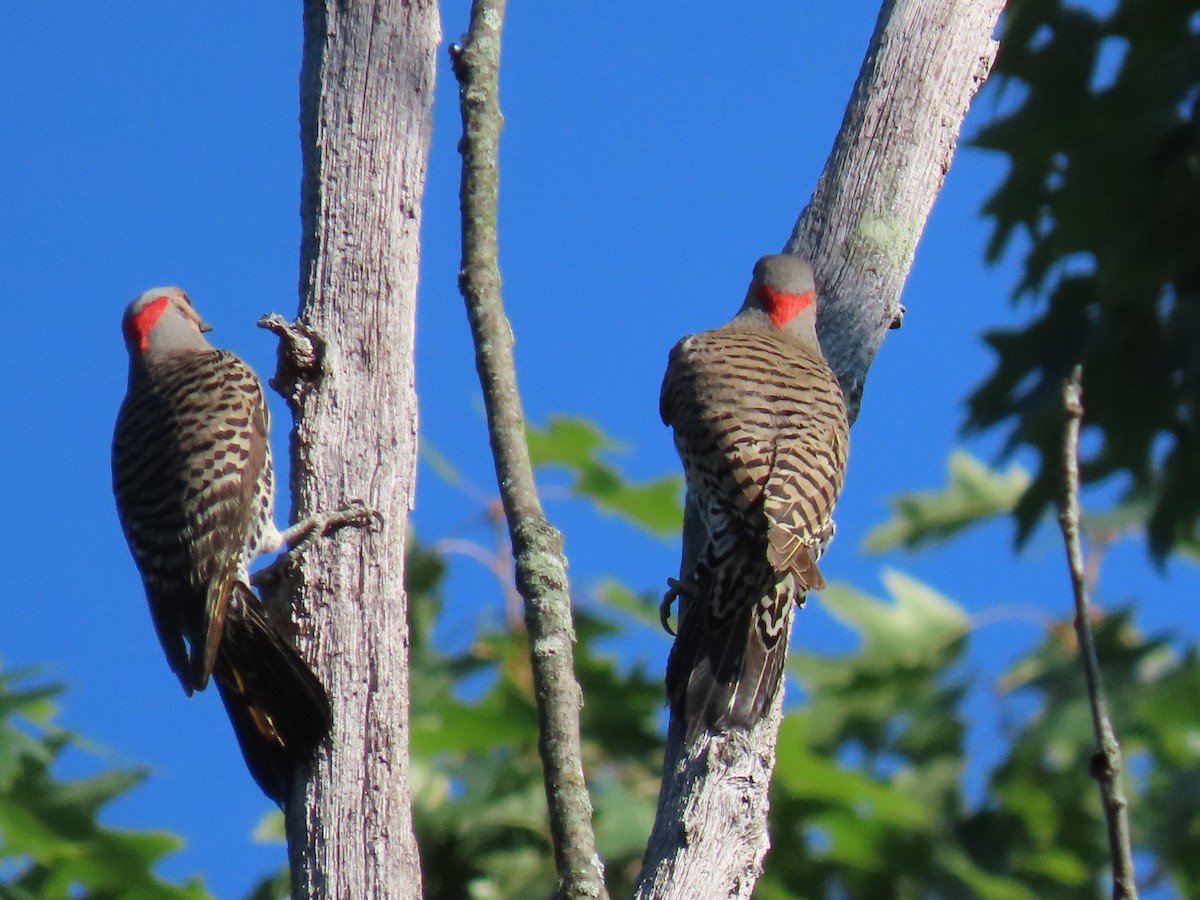 Northern Flicker - ML620673240