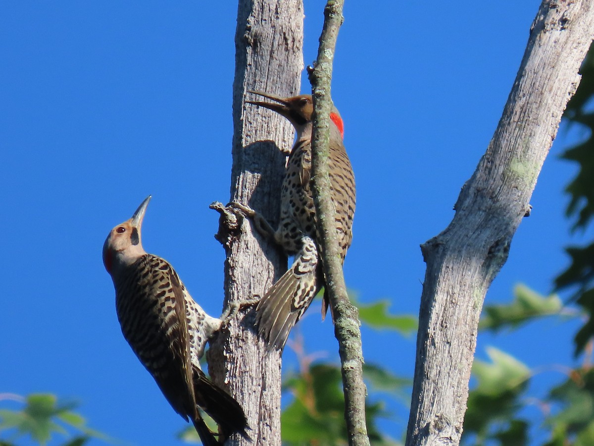 Northern Flicker - Rick Robinson