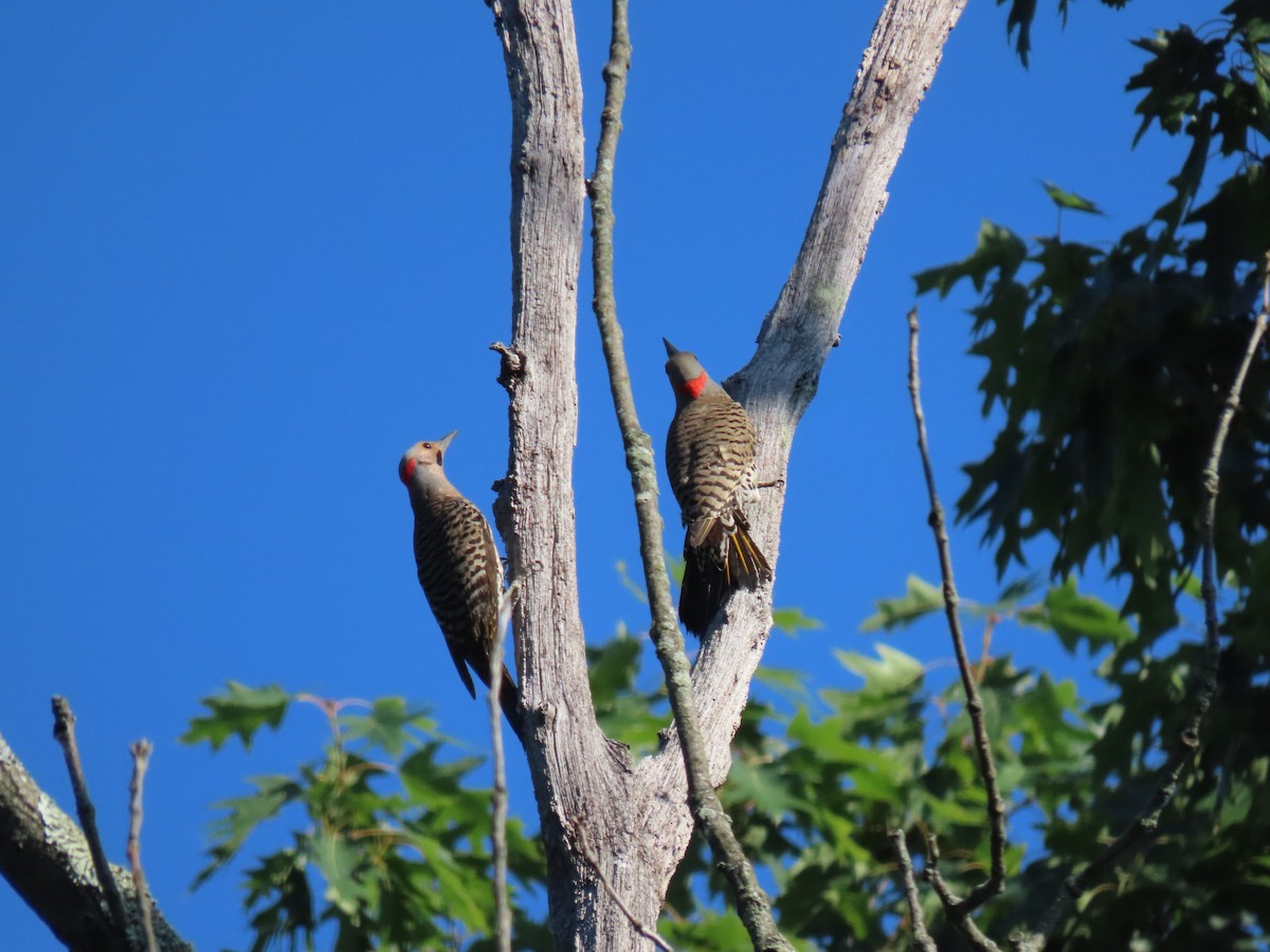 Northern Flicker - ML620673242