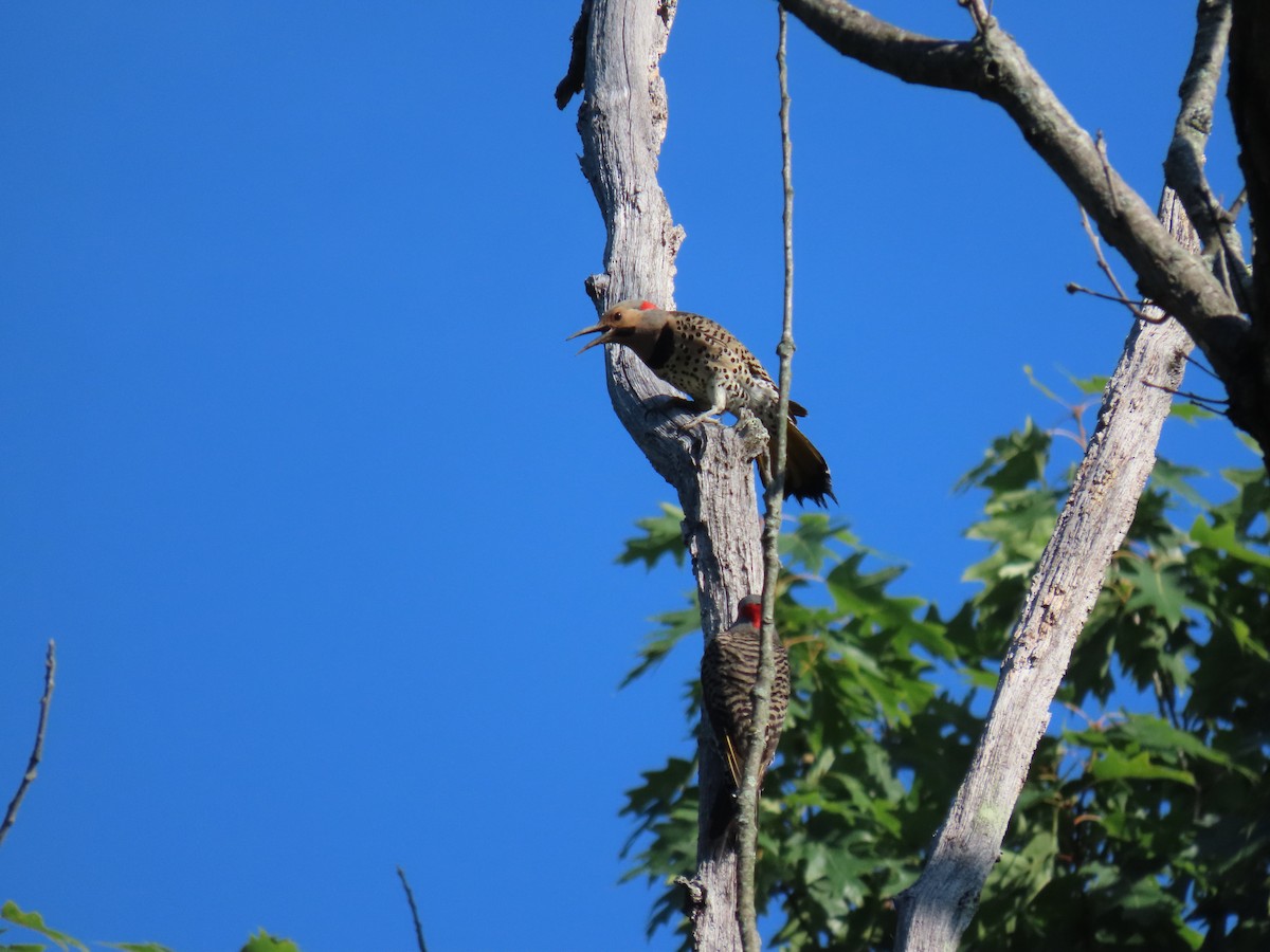 Northern Flicker - ML620673243