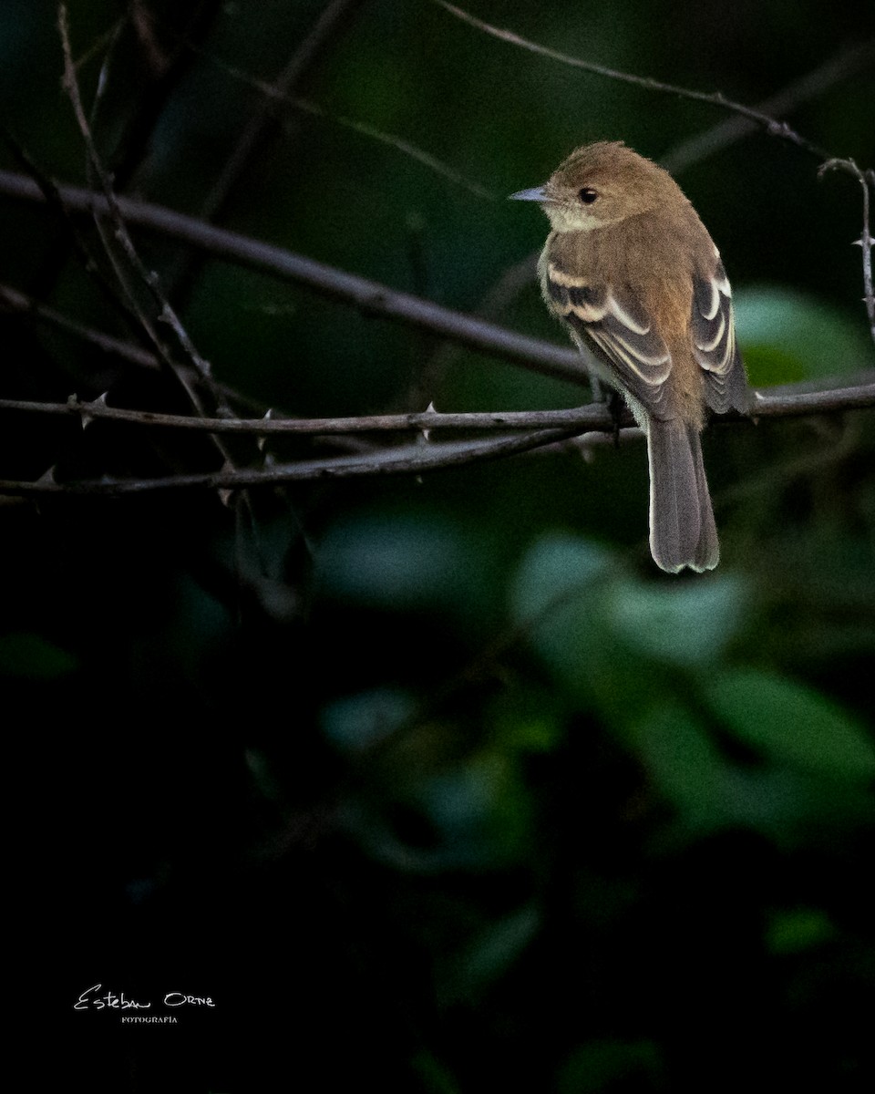 Northern Mouse-colored Tyrannulet - ML620673244