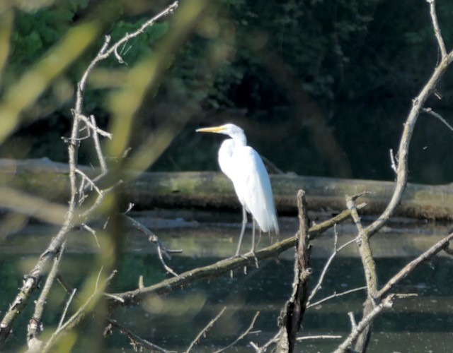 Great Egret - ML620673245