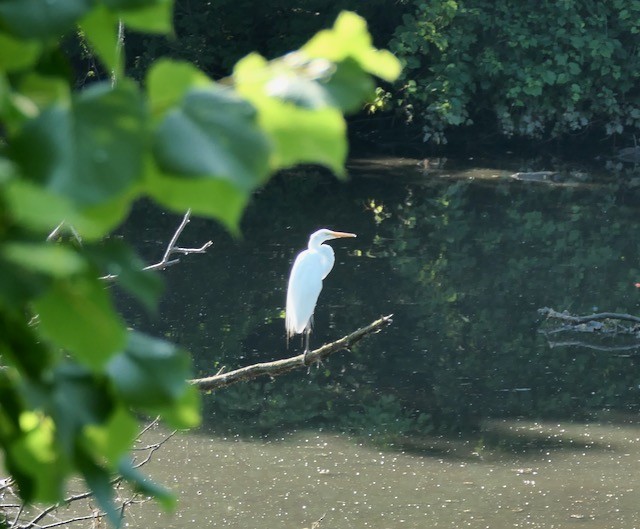 Great Egret - ML620673246