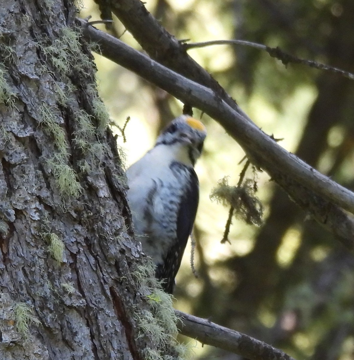 American Three-toed Woodpecker - ML620673248