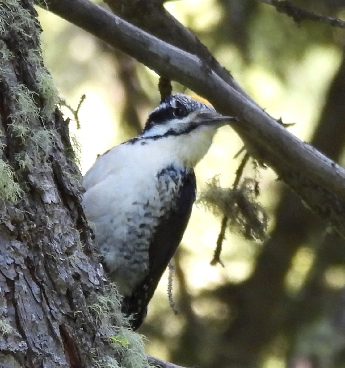 American Three-toed Woodpecker - ML620673249