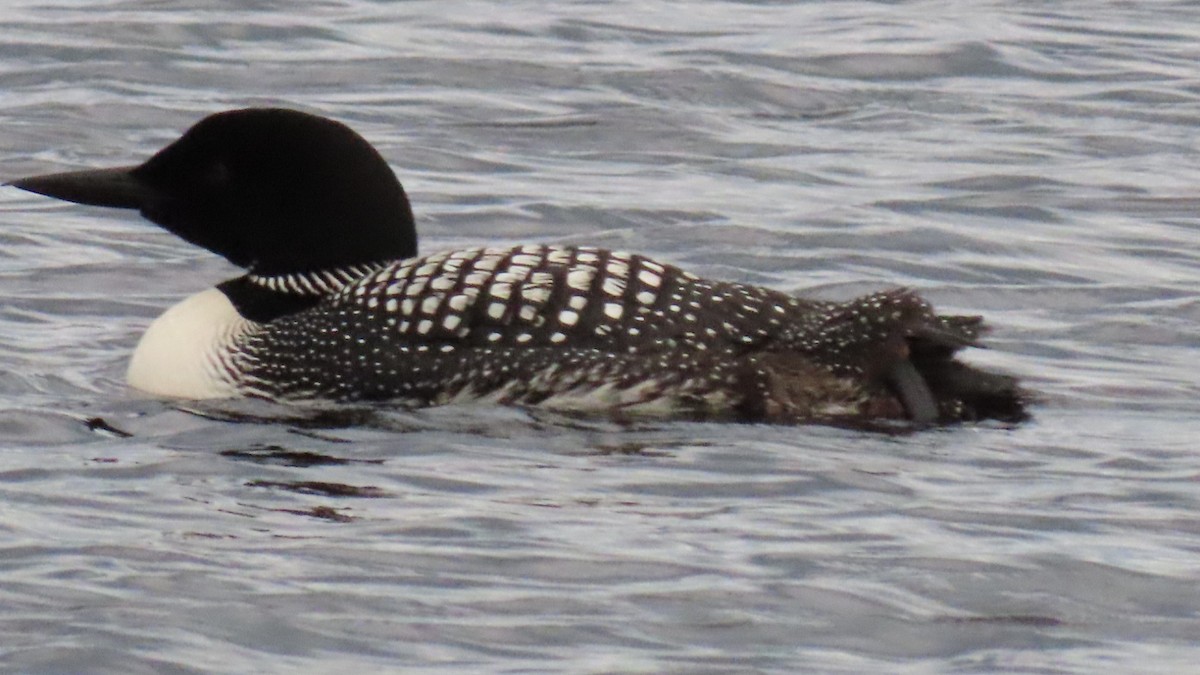 Common Loon - ML620673254