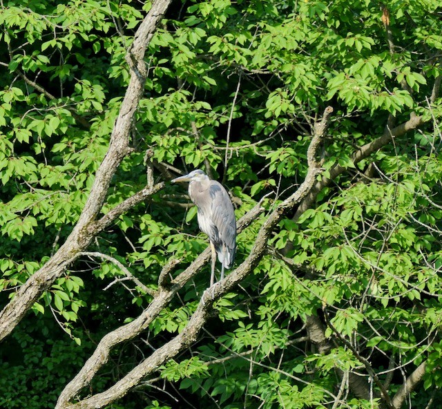 Great Blue Heron - ML620673256