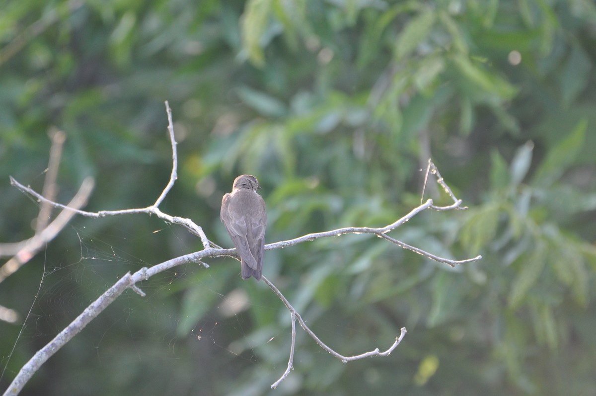 Northern Rough-winged Swallow - ML620673265