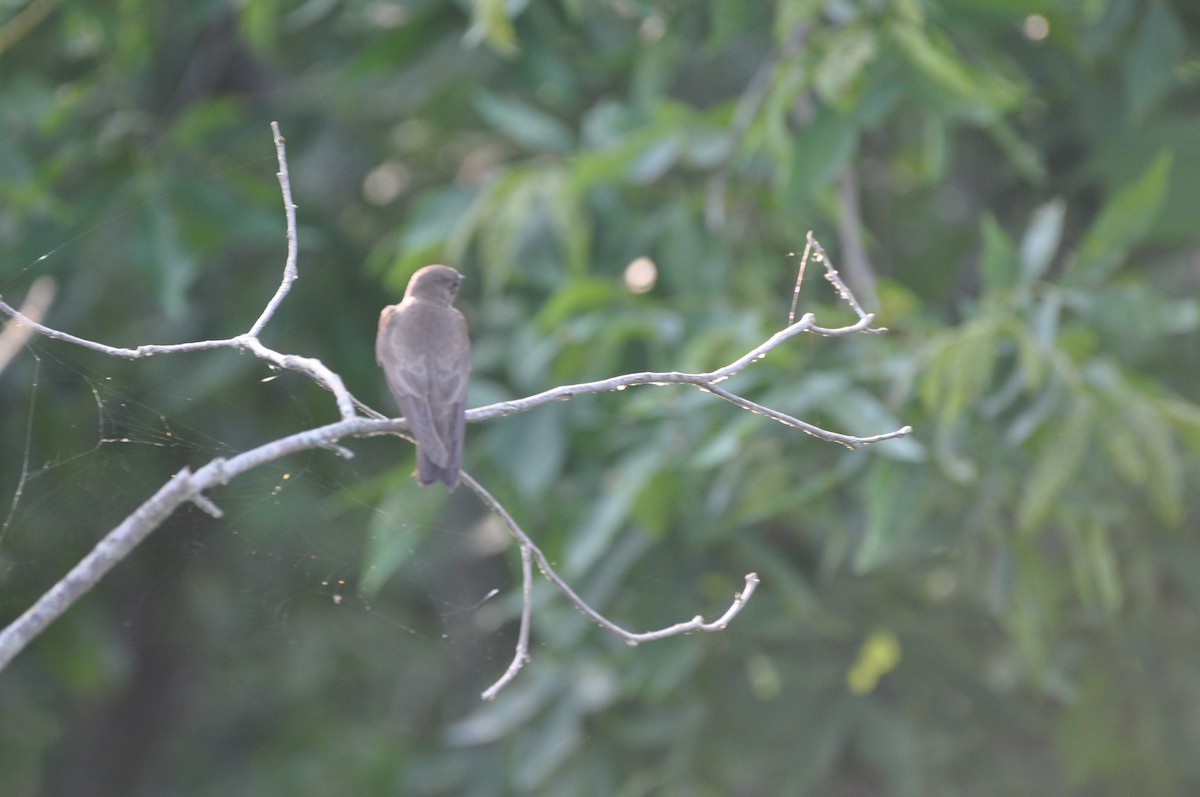 Northern Rough-winged Swallow - ML620673266