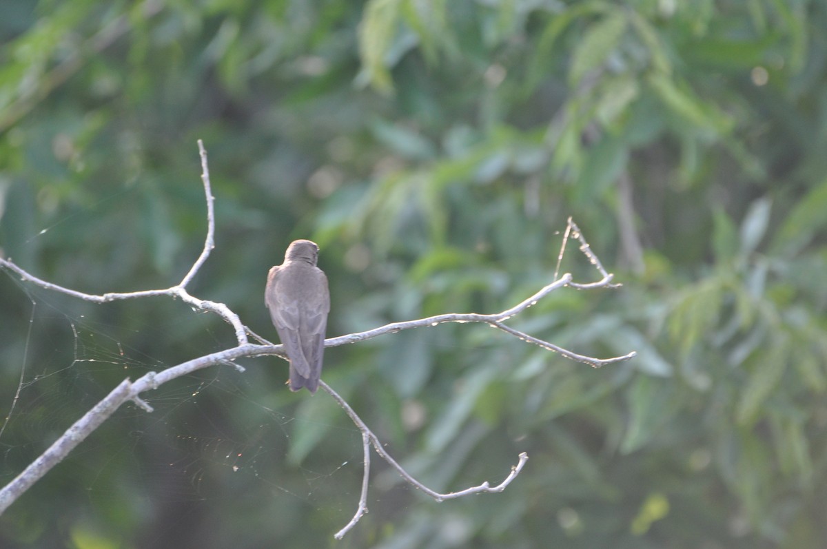 Northern Rough-winged Swallow - ML620673267